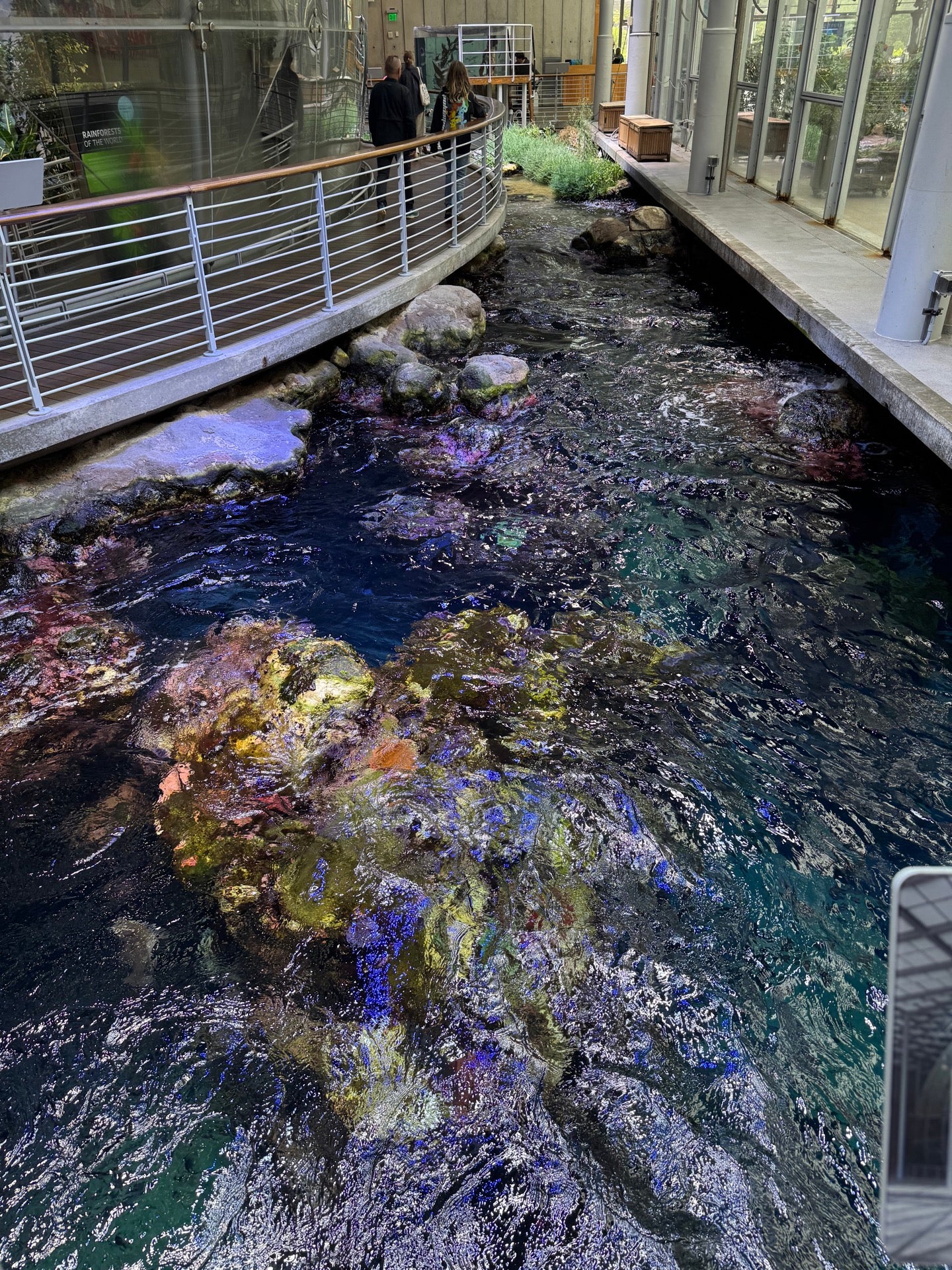 Checked in at California Academy of Sciences